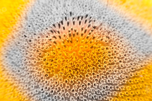 Preview: Abstract And Funky Background Done In Macro Mode