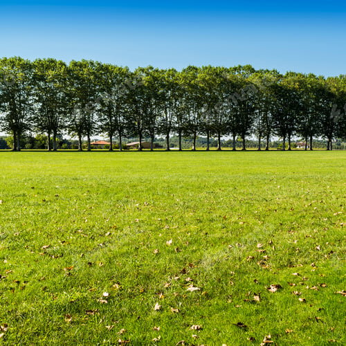 Preview: Shady Alley Leading To A Rural Mansion Through A Vast Meadow In France