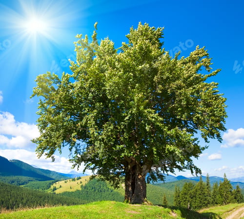 Preview: Summer Mountain Landscape With Big Lonely Tree And Sunshine In Blue Sky