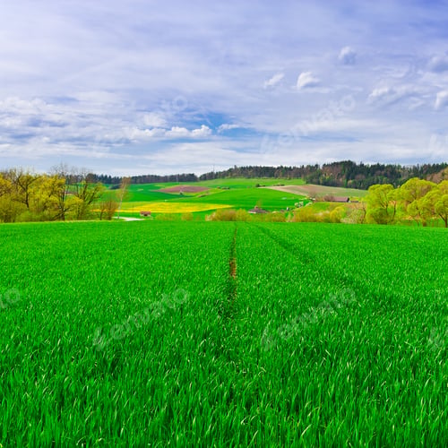 Preview: Green Pasture High Up In The Swiss Alps