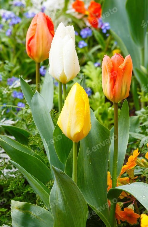 Preview: Beautiful Varicolored Tulips In The Spring Time. Nature Many-Colored Background.