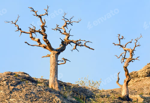 Preview: Withered Pine Tree On Sky Background ( "Novyj Svit" Reserve, Crimea, Ukraine).