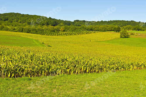 Preview: Plantation Of Corn In France
