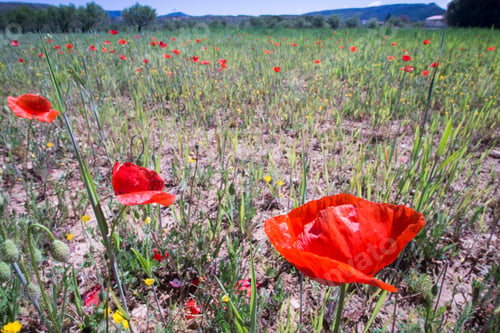 Preview: Spring Meadow With Poppies Teruel Aragon Spain