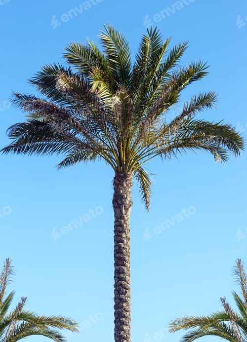 Preview: Palm Tree On Summer Blue Sky Background.