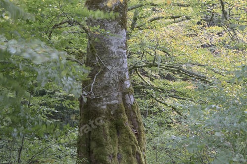 Preview: Autumn Forest Selva De Irati Fall Beech Jungle In Navarre Pyrenees Of Spain