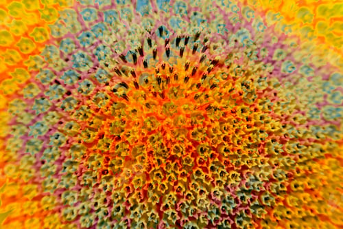 Preview: Abstract And Funky Background Done In Macro Mode
