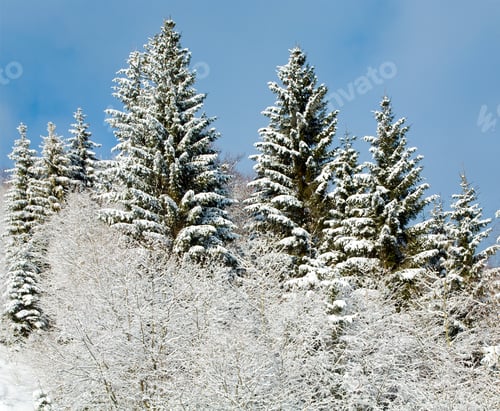 Vorschau: Gipfel des Winterhügels mit Reifen und schneebedeckten Bäumen