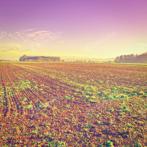 Preview: The Swiss Farmhouse Surrounded By Plowed Fields At Sunrise, Retro Effect