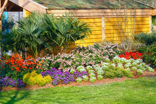 Preview: Blossoming Varicolored Flowerbed Near Wooden House.
