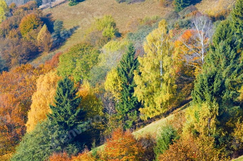 Preview: Sunny Autumn Mountain Forest On Mountainside (Carpathian, Ukraine)