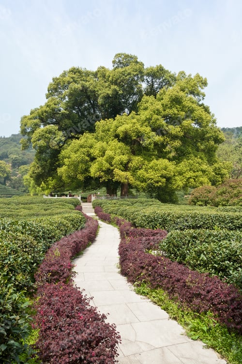 Preview: Tea Plantation