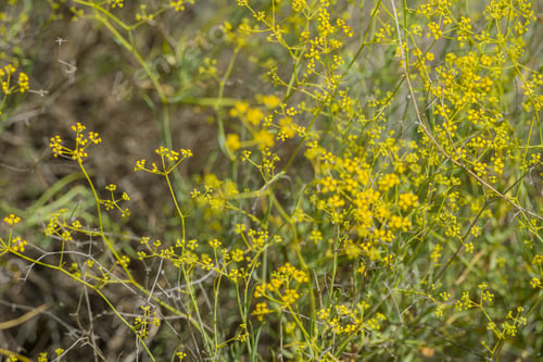 Preview: Ridolfia Segetum Plant In Las Balagueras Reservoir In Mora De Rubielos In Teruel Aragon Spain