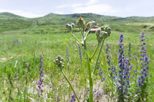 Preview: Spring Landscape Gudar Mountains Teruel Aragon Spain
