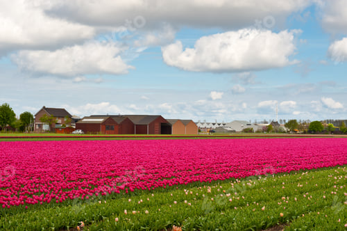 Preview: Hothouses Between The Fields Of Tulips, Netherlands