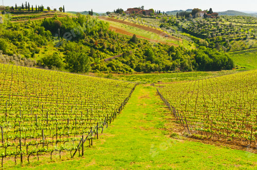 Preview: Hill Of Tuscany With Vineyard In The Chianti Region