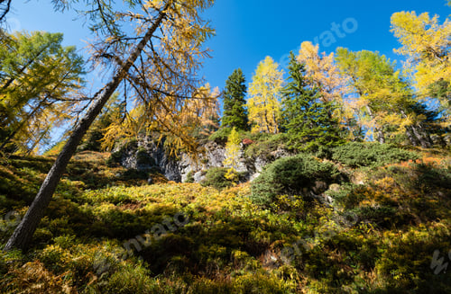 Preview: Peaceful Sunny Day Autumn Alps Mountain Forest View. Reiteralm, Steiermark, Austria.