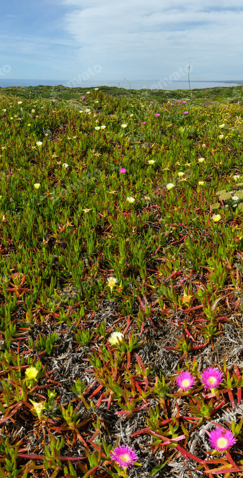 Preview: Summer Blossoming Shore With Carpobrotus Flowers (Known As Pigface, Ice Plant).