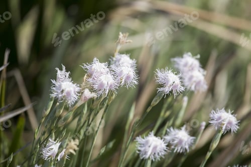 Preview: Wild White Flowers San Antonio Cape In Alicante Province Spain