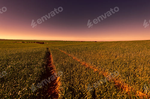 Preview: Countryside With Green Field And Rural Curving Road In Israel. Early Spring In Fields In Southern