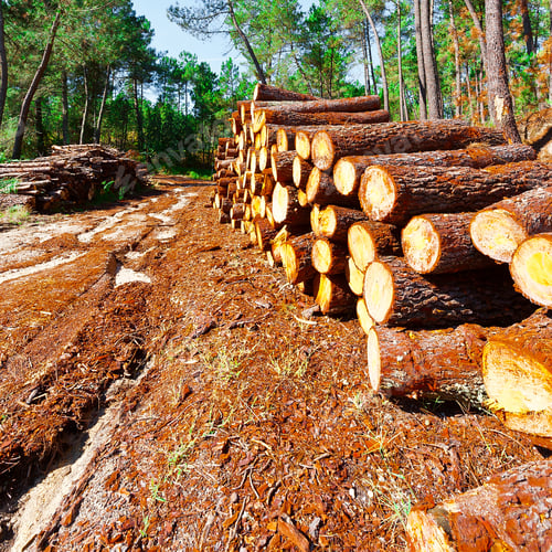 Preview: Logging In The Forest, Portugal