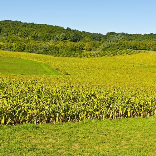 Preview: Plantation Of Corn In France