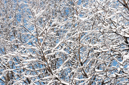 Preview: Winter Snow Covered Tree Twigs On Blue Sky Background (Winter Natural Background)