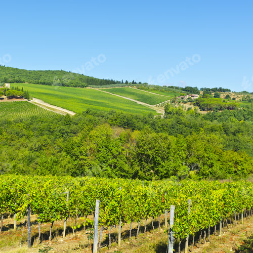 Preview: Vineyard With Ripe Grapes In The Autumn
