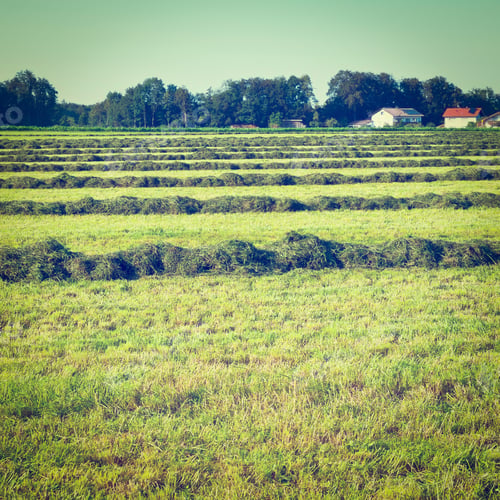 Preview: Lines Of New-Mown Hay In Bavaria, Germany, Instagram Effect