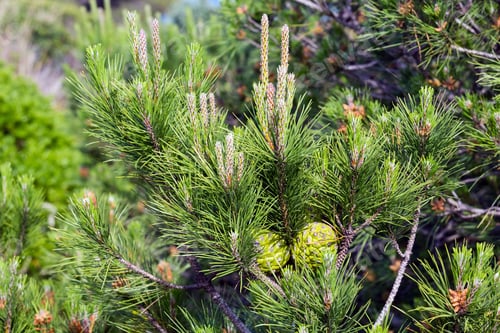 Preview: Pine Twig Closeup With Green Cones.