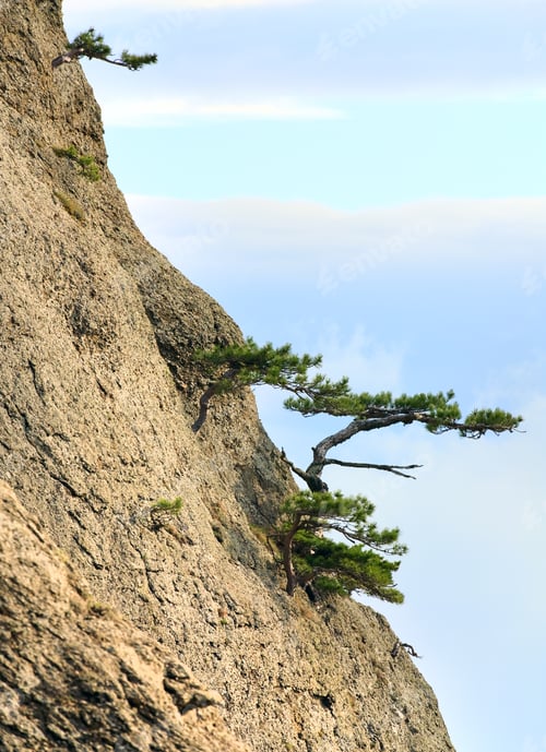 Preview: Conifer Trees On Rocks Slope (Misty Day) (Demerdzhi Mount, Crimea, Ukraine )