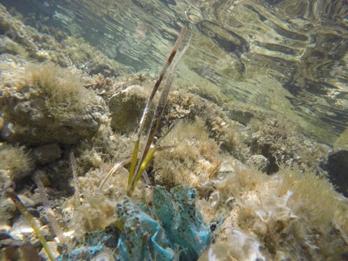 Preview: Underwater Sea In Pou Des Lleo Beach In Ibiza Balearic Islands Spain