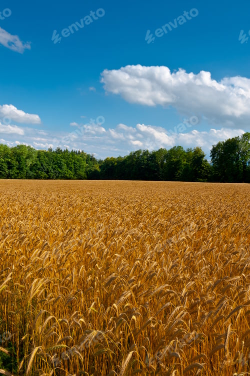 Preview: Wheat Fields Near The Forest In Bavaria, Germany