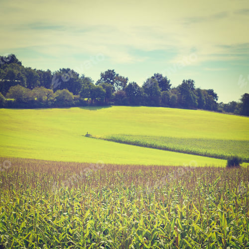 Preview: Plantation Of Corn In The French Limousen, Instagram Effect