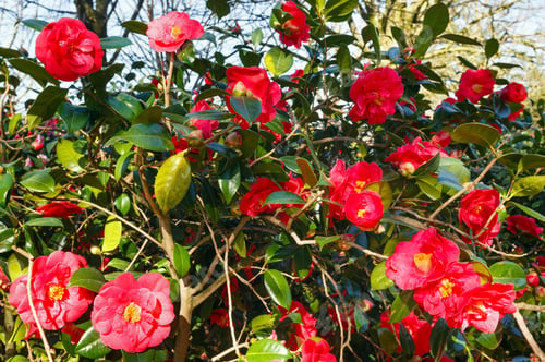 Preview: Blossoming Camellia Bush With Red Flowers And Thick Leaves In Spring.
