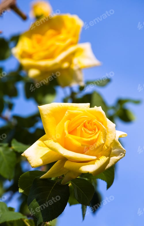 Preview: Beautiful Yellow Rose Flower (Macro) On Blue Sky Background.