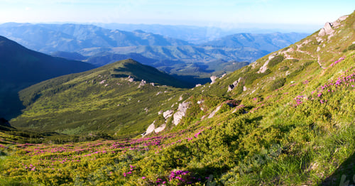 Preview: Pink Rhododendron Flowers On Summer Mountainside. Four Shots Composite Picture.