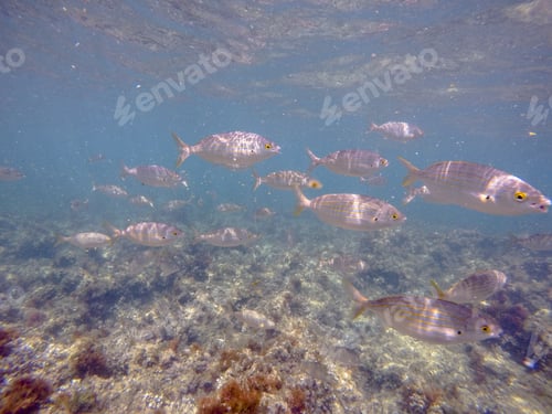 Preview: Underwater Image Las Rotas Nature Reserve Denia Alicante Spain