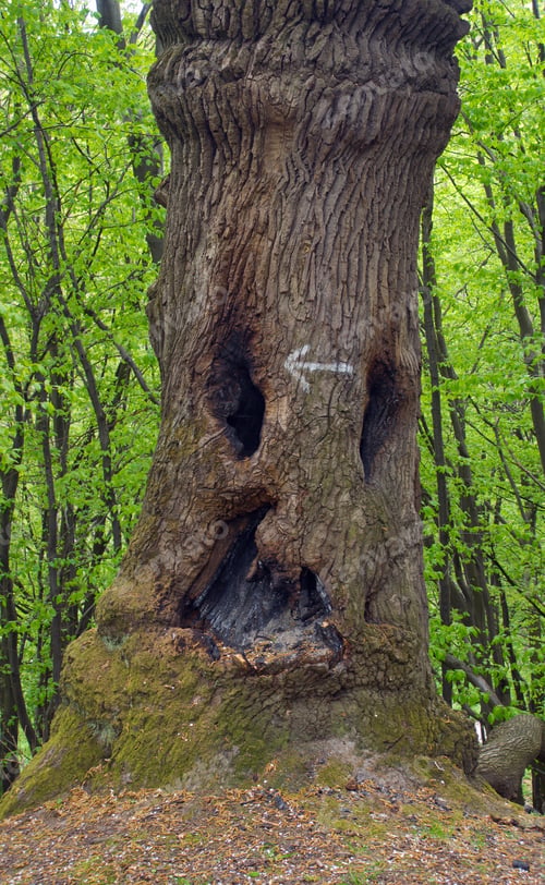 Preview: Old Majestic Tree To Look Like Wood-Goblin (With Scorched Hollows) On Spring Forest Hill (Three