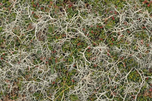 Preview: Mountain Moss-Grown Surface With Plants Of Bilberries And Cowberries