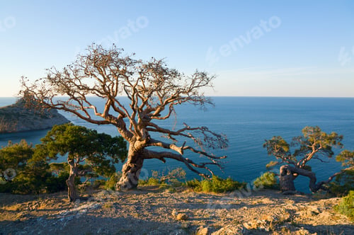 Preview: Withered Juniper Tree And Evening "Novyj Svit" Reserve Coastline Behind (Crimea, Ukraine).