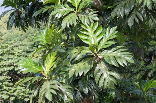 Preview: Grenada Landscape Caribbean Sea Artocarpus Altilis Bread Fruit On Tree Grenada