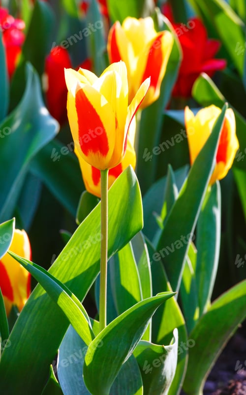 Preview: Beautiful Yellow-Red Tulips Close-Up (Nature Spring Background).