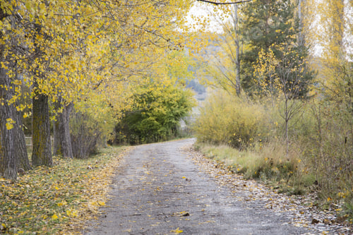 Preview: Autumn Landscape With Yellow Leaves Gudar Mountains Teruel Aragon Spain