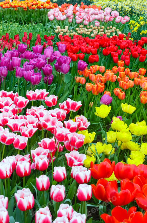 Preview: Beautiful Multicolored Tulips On Spring Flowerbed. Nature Background.
