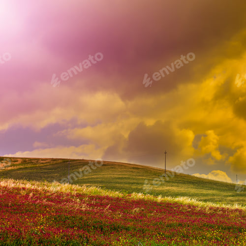 Preview: Flowering Fields On The Hills Of Sicily At Sunrise.