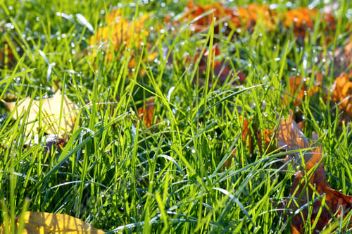Preview: Green Grass Autumn Background With Abscissed Leafs