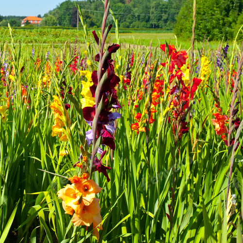 Preview: Plantation Of Gladioli In Bavaria, Germany