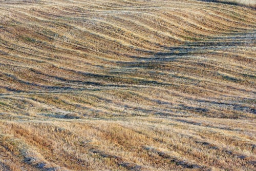 Preview: Curved Hilly Wheat Field In Summer Tuscany (Italy) In Morning Sunlight. Beautiful Agriculture