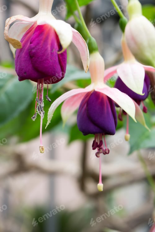 Preview: Beautiful Pink And Purple Fuchsia Blossoms La Orotava Tenerife Canary Islands Spain